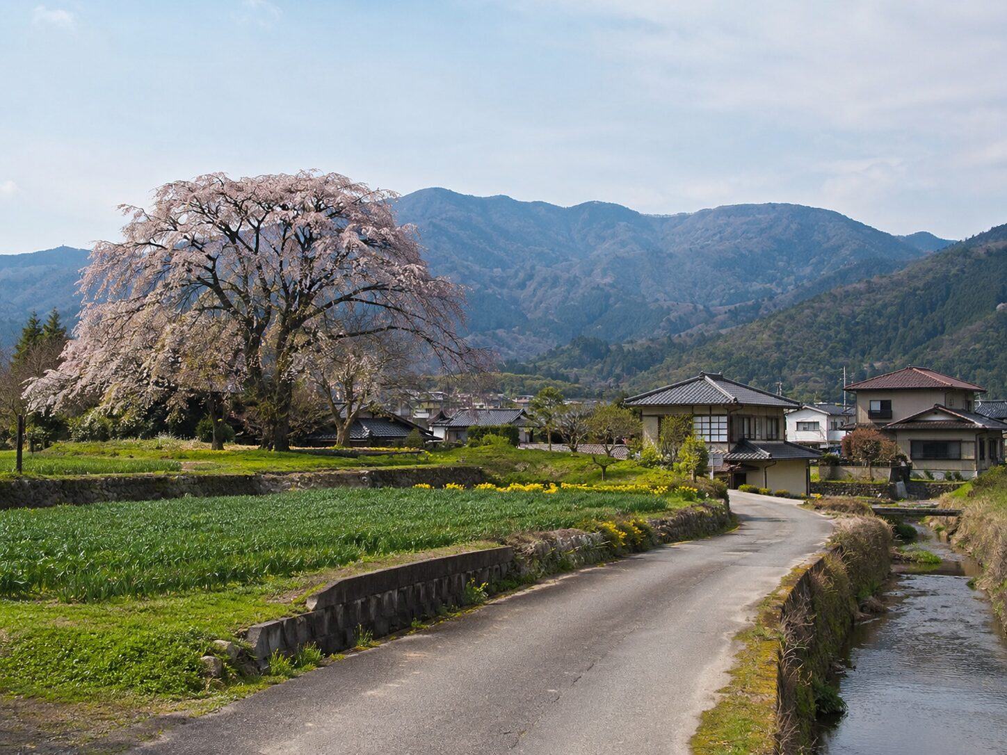 本巣市のイメージ(桜)